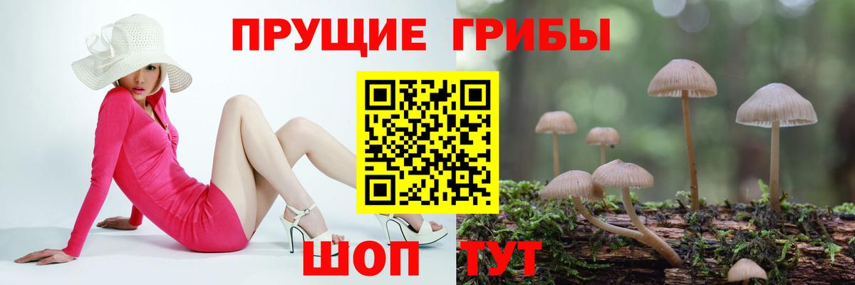 Псилоцибиновые грибы Psilocybe Волоколамск